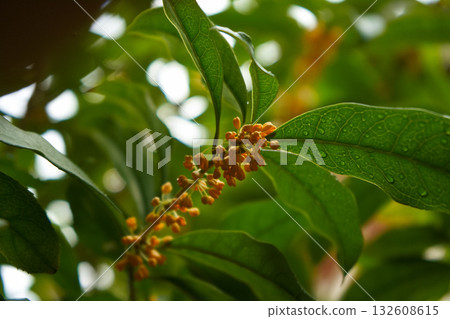 金木成 金木成 132608615