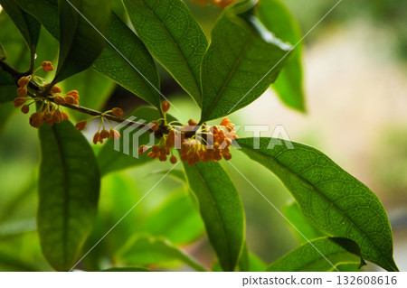 金木成 金木成 132608616