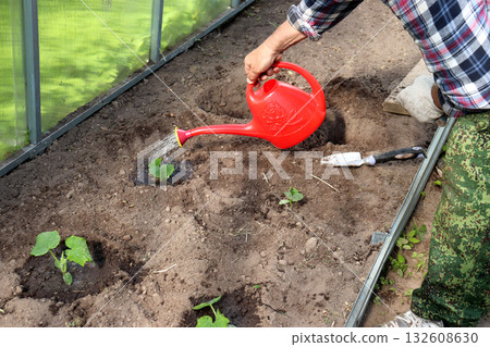 Farmer watering planted cucumber plants from a plastic watering can in a greenhouse 132608630