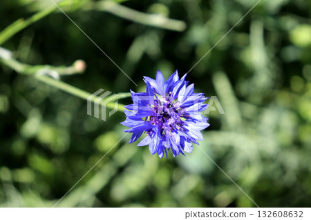 One garden blue cornflower on a sunny summer day One garden blue cornflower on a sunny summer day 132608632