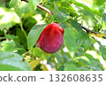 Ripening pink-red plum under leaf on branch in garden 132608635