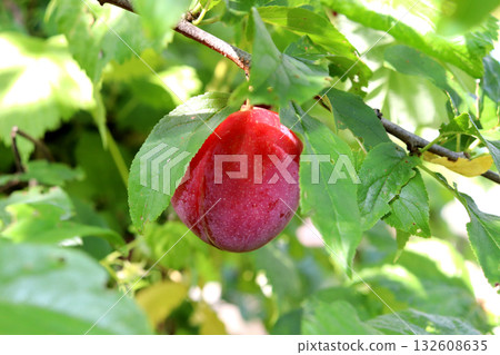 Ripening pink-red plum under leaf on branch in garden 132608635