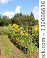 Row of sunflower flowers on a sunny summer day against a fence 132608636