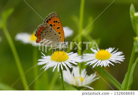 Himeyeon and Benjisimi Himeyeon and Benjisimi 132608693