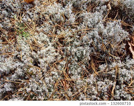Lichen on the ground in the autumn forest. Close-up. 132608710