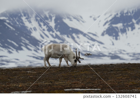 斯瓦爾巴群島的馴鹿 132608741
