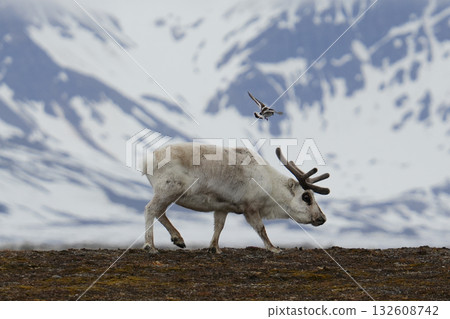Reindeer in Svalbard Reindeer in Svalbard 132608742