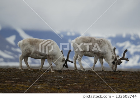 Reindeer in Svalbard 132608744