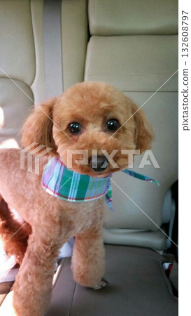 玩具貴賓犬在車上放鬆 132608797