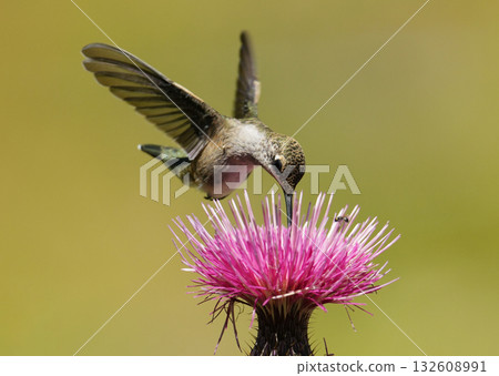 蜂鳥吸食花蜜 132608991