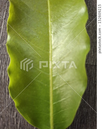 A close-up, detailed view of a vibrant green leaf with a prominent central vein and wavy edges, showcasing its texture and natural beauty A close-up, detailed view of a vibrant green leaf with a prominent central vein and wavy edges, showcasing its texture and natural beauty 132609215