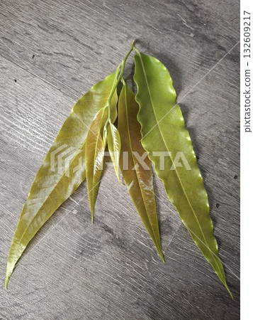 A close-up, top-down view of vibrant green and yellow young leaves unfurling on a textured, grey surface A close-up, top-down view of vibrant green and yellow young leaves unfurling on a textured, grey surface 132609217