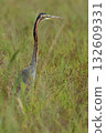 Wildlife - Purple Herons foraging in autumn pastures. Although they are herons, they often forage in grasslands. 132609331