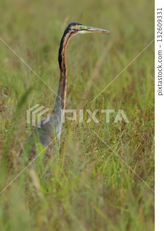 Wildlife - Purple Herons foraging in autumn pastures. Although they are herons, they often forage in grasslands. Wildlife - Purple Herons foraging in autumn pastures. Although they are herons, they often forage in grasslands. 132609331