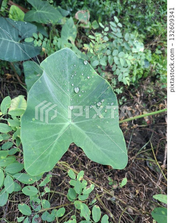 A large, vibrant green taro leaf with water droplets sits amidst lush, green foliage and forest floor debris 132609341