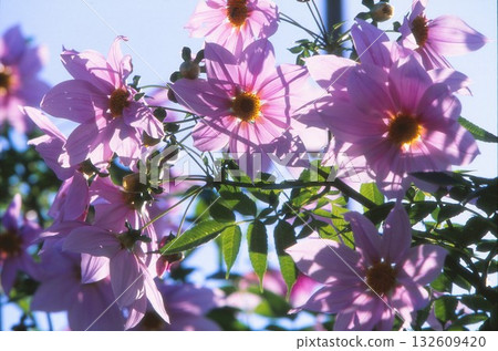 大麗花皇帝用正片拍攝 132609420