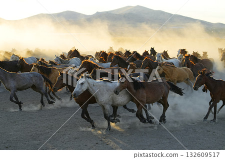 Galloping horses 132609517