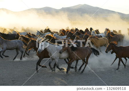 Galloping horses 132609518