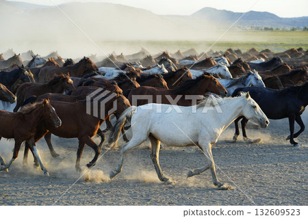 Galloping horses 132609523