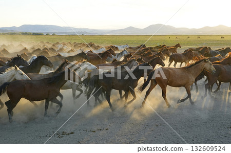 Galloping horses 132609524