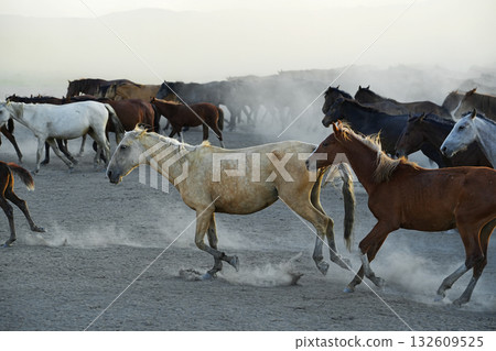 Galloping horses 132609525