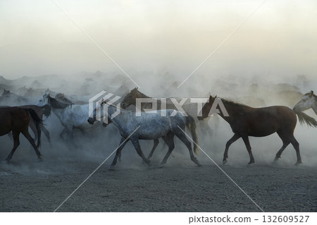 Galloping horses 132609527