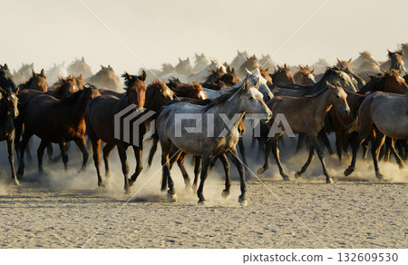 Galloping horses 132609530