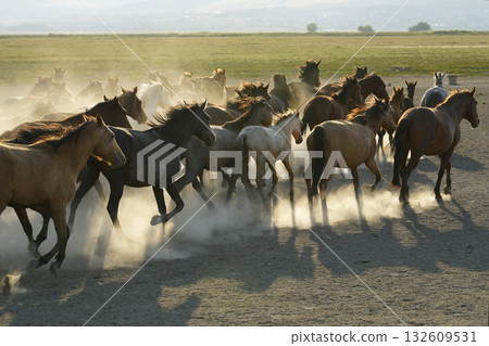 Galloping horses 132609531