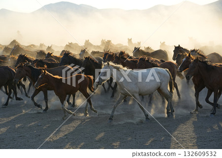 Galloping horses 132609532