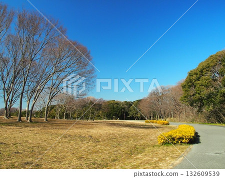 初春時節,水本公園景色宜人,枯死的櫸樹和林蔭大道構成了一幅美麗的畫面。 初春時節,水本公園景色宜人,枯死的櫸樹和林蔭大道構成了一幅美麗的畫面。 132609539