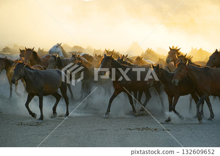 Wild horses at sunset Wild horses at sunset 132609652
