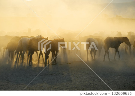 日落時的野馬 132609655