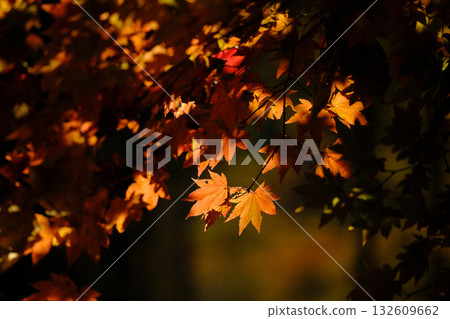 Autumn leaves illuminated by the morning sun 132609662