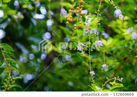 竹富島的景色展現了熱帶地區豐富的自然美景和文化底蘊。 132609669