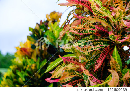 Taketomi Island's scenery captures the rich natural beauty and culture of the tropics 132609689