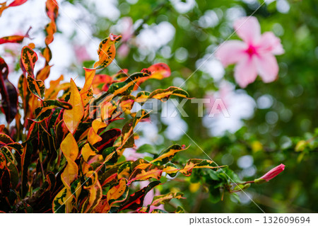 Taketomi Island's scenery captures the rich natural beauty and culture of the tropics Taketomi Island's scenery captures the rich natural beauty and culture of the tropics 132609694