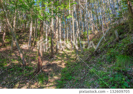 高槻市原森林風景 132609705