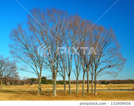 Dead Zelkova trees in Mizumoto Park in early spring Dead Zelkova trees in Mizumoto Park in early spring 132609936