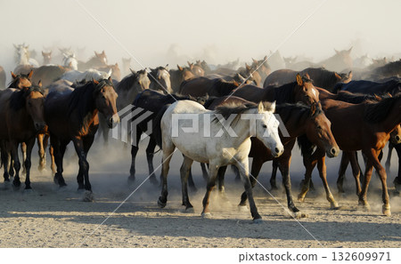 Marching Wild Horses 132609971
