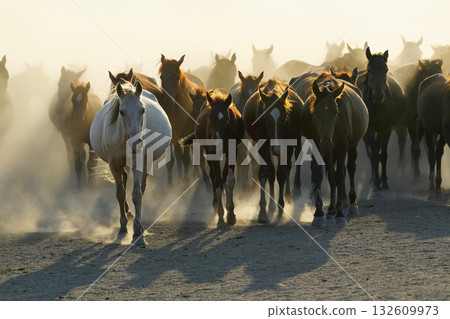 行進的野馬 132609973
