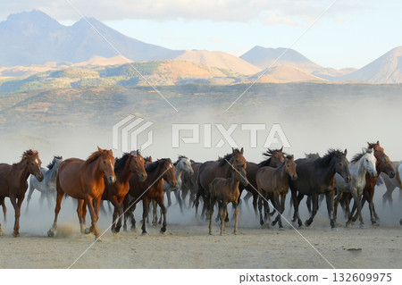 行進的野馬 132609975