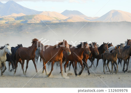 Marching Wild Horses 132609976