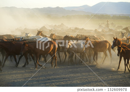 行進的野馬 行進的野馬 132609978