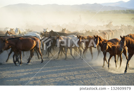 行進的野馬 132609979