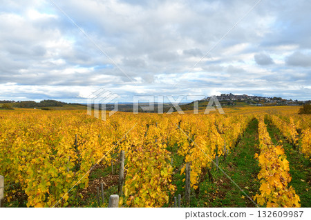 Autumn colors in the vineyards of Sancerre, Loire, France, on October 28, 2025. Autumn colors in the vineyards of Sancerre, Loire, France, on October 28, 2025. 132609987