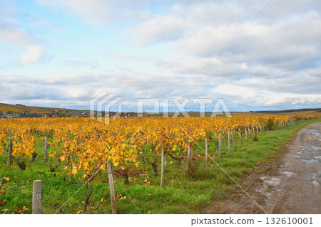 Autumn colors in the vineyards of Sancerre, Loire, France, on October 28, 2025. Autumn colors in the vineyards of Sancerre, Loire, France, on October 28, 2025. 132610001