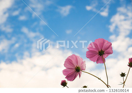 Bright pink cosmos blooming against the blue sky and white clouds Bright pink cosmos blooming against the blue sky and white clouds 132610014