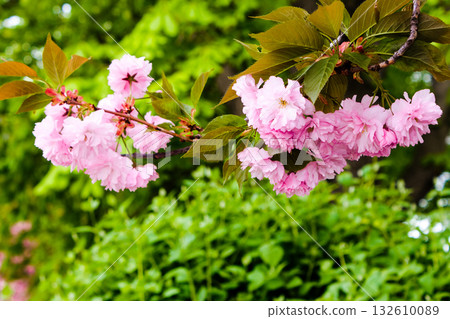 sakura blossoming with pink flowers in spring. closeup of japanese cherry tree in the public garden. blurred green foliage in the background. horizontal image with copy space 132610089