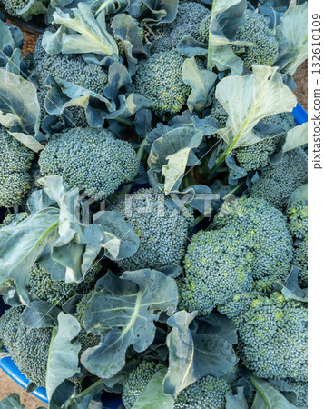 Fresh Organic Broccoli Harvest from Local Farm Market. Fresh Organic Broccoli Harvest from Local Farm Market. 132610109