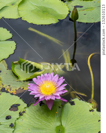 Purple Lotus Flower Blooming on Water in the Morning Light. Purple Lotus Flower Blooming on Water in the Morning Light. 132610113